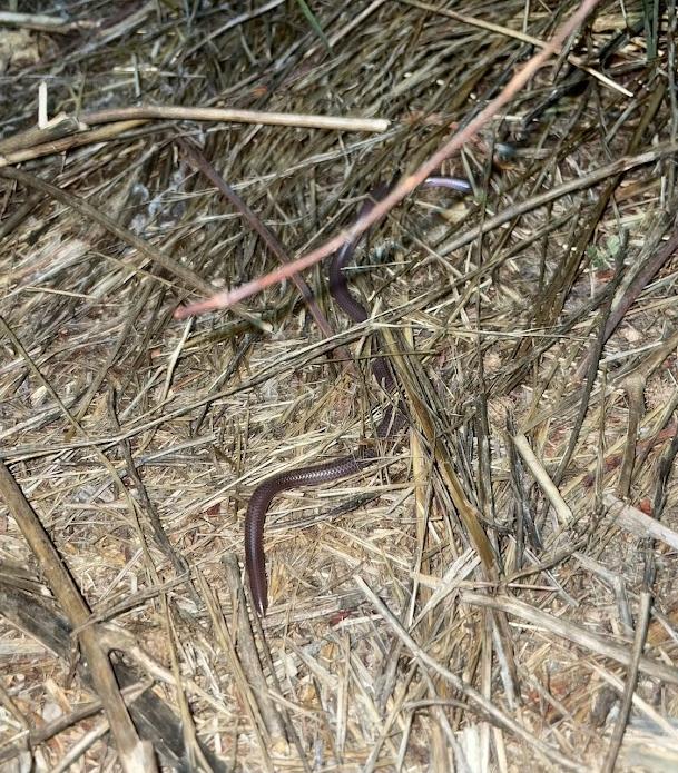 SouthWestern Threadsnake (Leptotyphlops humilis humilis)