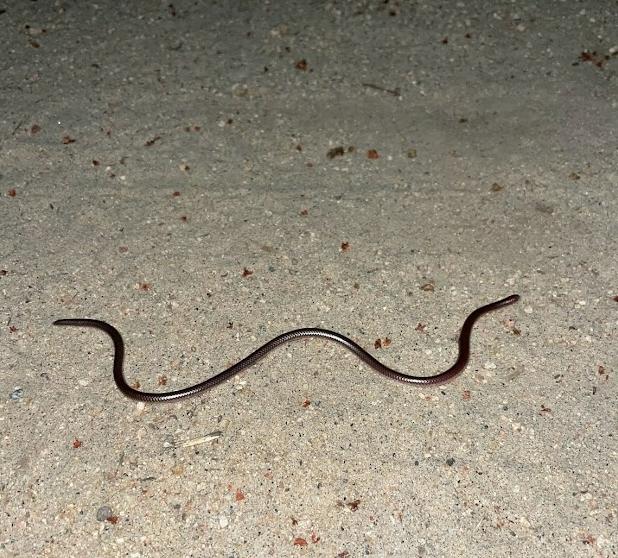 SouthWestern Threadsnake (Leptotyphlops humilis humilis)