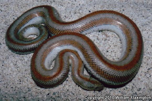 Mid-Baja Rosy Boa (Lichanura trivirgata saslowi)