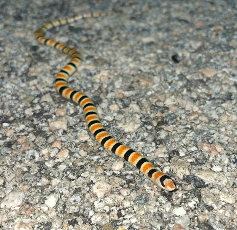 Colorado Desert Shovel-nosed Snake (Chionactis occipitalis annulata)