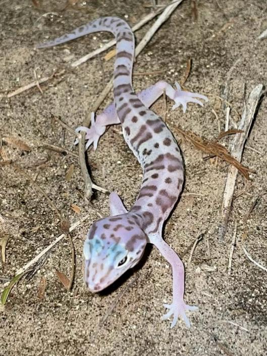 Desert Banded Gecko (Coleonyx variegatus variegatus)