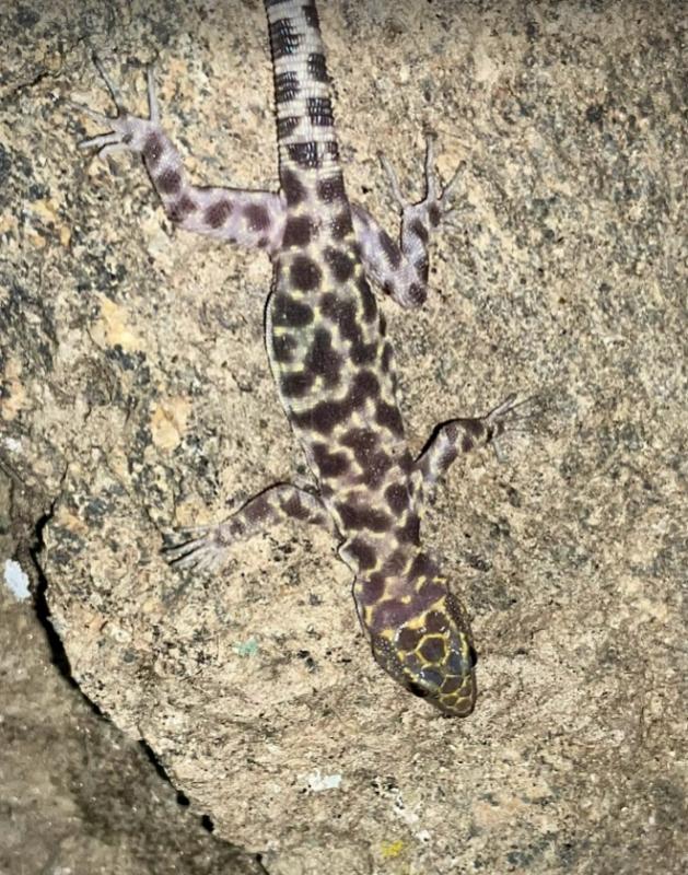 Granite Night Lizard (Xantusia henshawi)