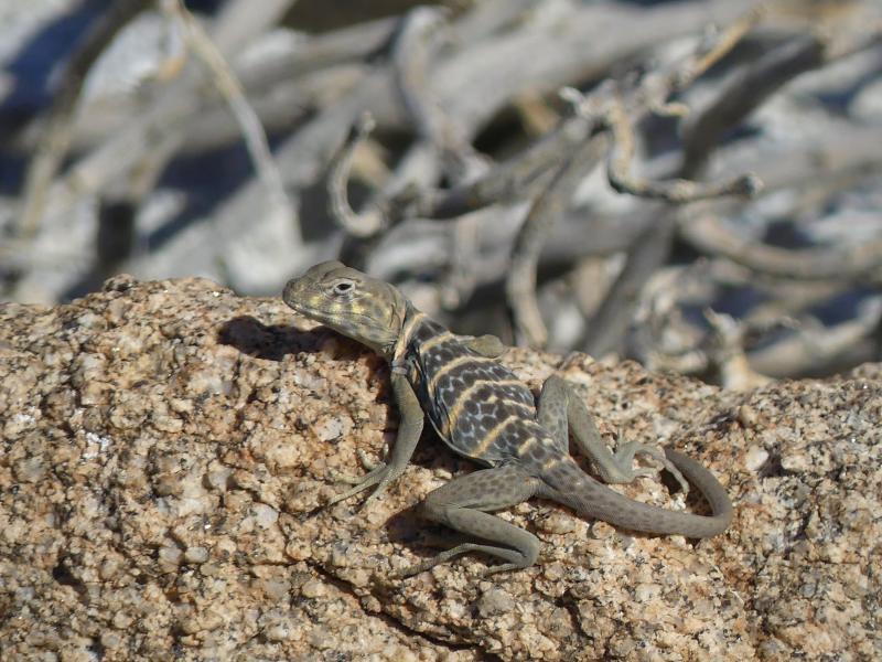 Baja California Collared Lizard (Crotaphytus vestigium)