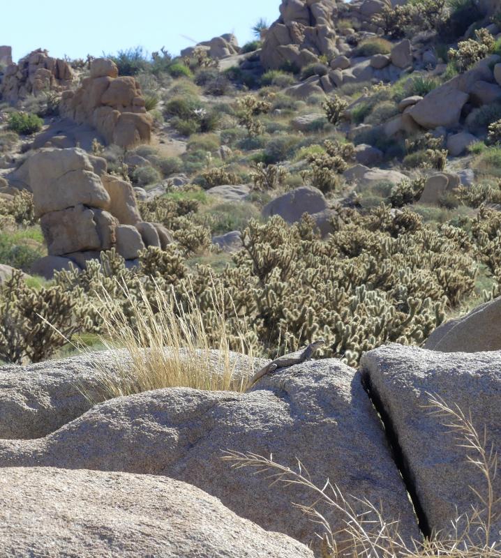 Common Chuckwalla (Sauromalus ater)