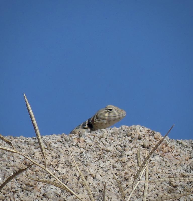 Baja California Collared Lizard (Crotaphytus vestigium)