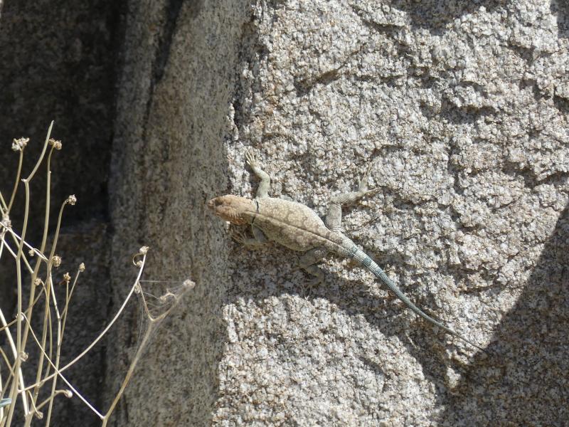 Banded Rock Lizard (Petrosaurus mearnsi)