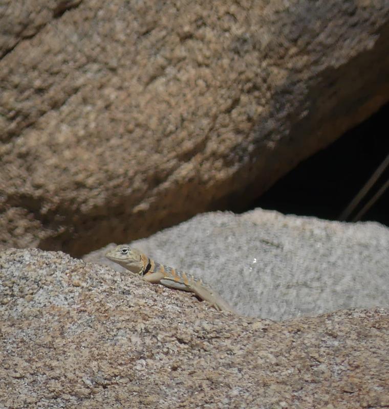 Baja California Collared Lizard (Crotaphytus vestigium)