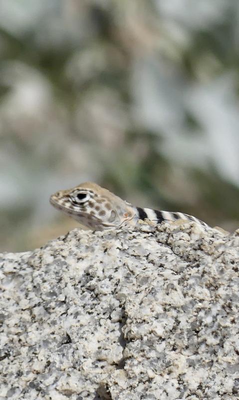 Baja California Collared Lizard (Crotaphytus vestigium)