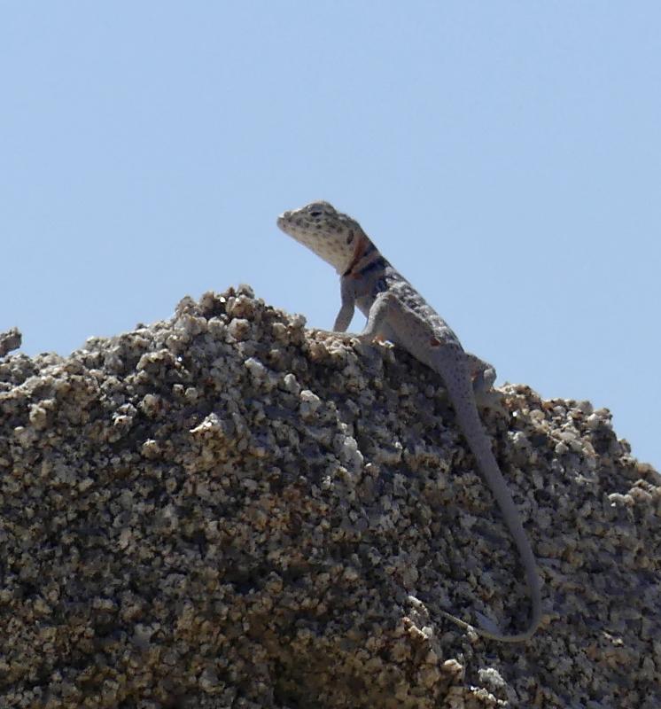 Baja California Collared Lizard (Crotaphytus vestigium)