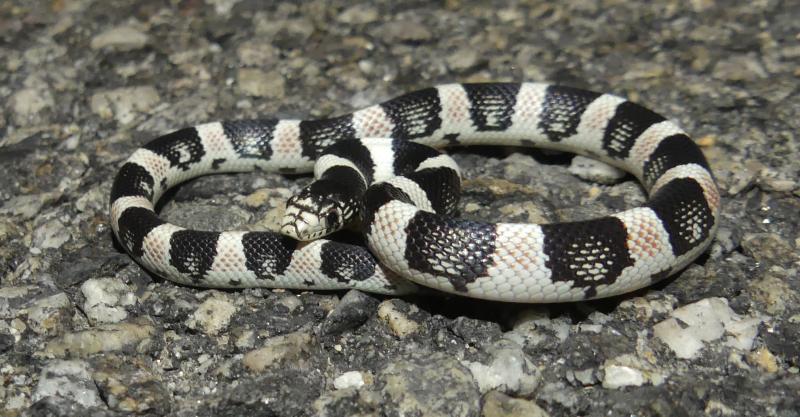 Western Long-nosed Snake (Rhinocheilus lecontei)