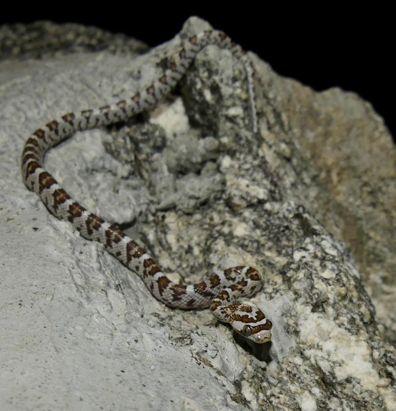 Baja California Lyresnake (Trimorphodon biscutatus lyrophanes)