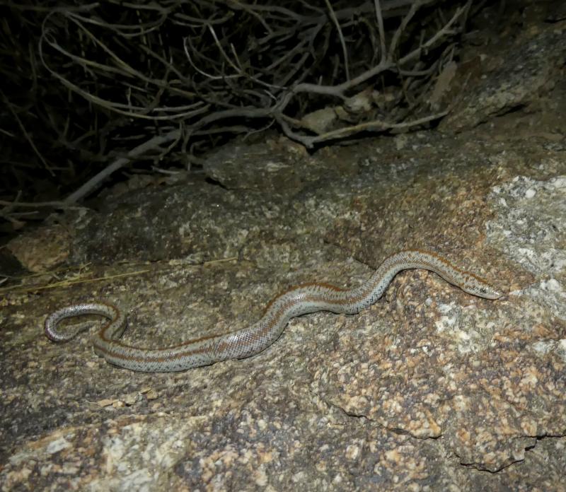 Coastal Rosy Boa (Lichanura trivirgata roseofusca)