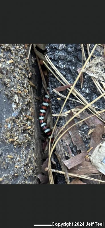 San Bernardino Mountain Kingsnake (Lampropeltis zonata parvirubra)