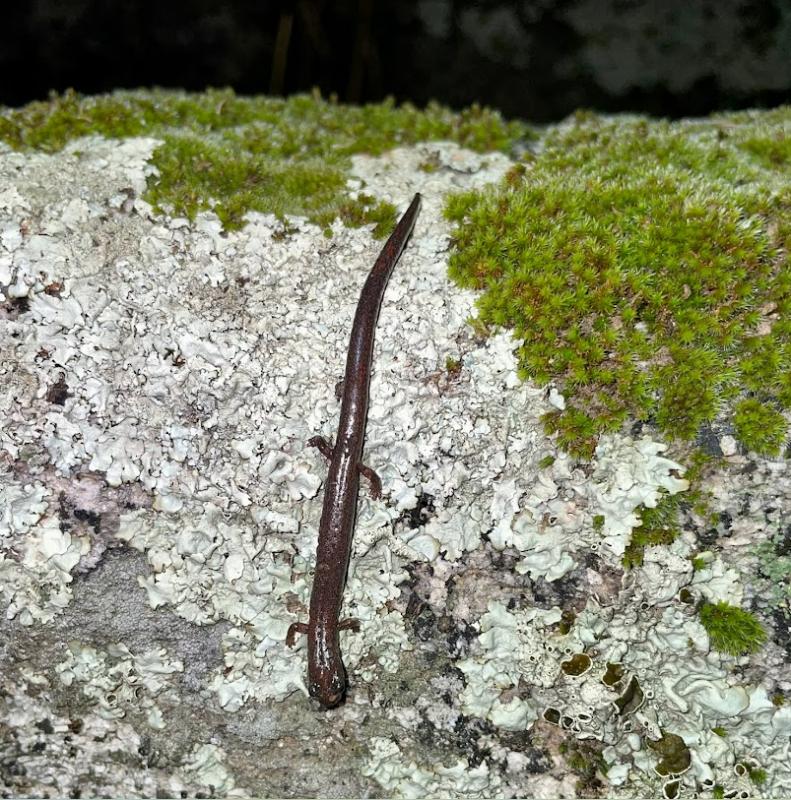 Garden Slender Salamander (Batrachoseps major major)