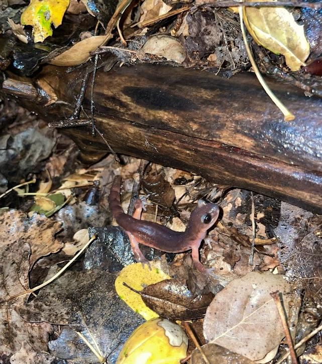 Monterey Ensatina (Ensatina eschscholtzii eschscholtzii)