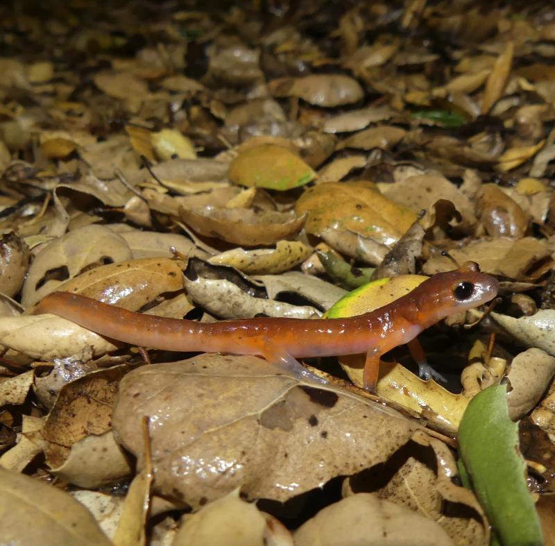 Monterey Ensatina (Ensatina eschscholtzii eschscholtzii)