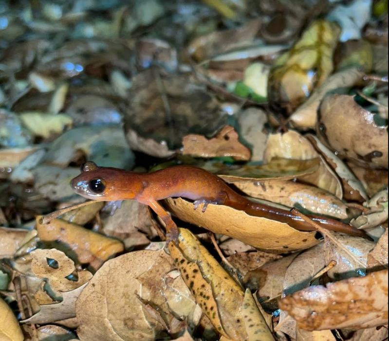 Monterey Ensatina (Ensatina eschscholtzii eschscholtzii)