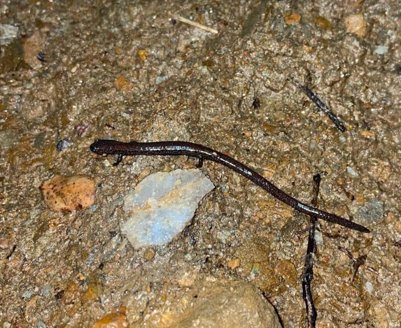 Garden Slender Salamander (Batrachoseps major major)