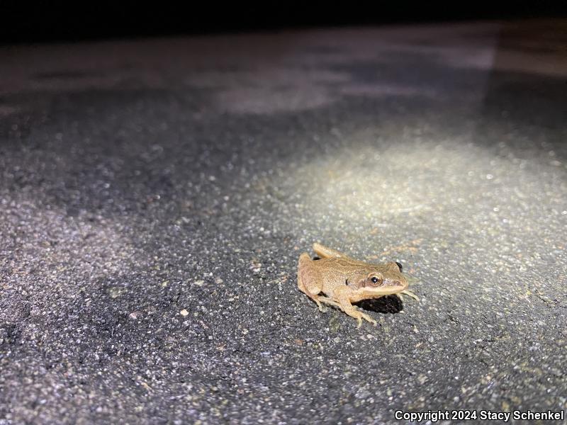 Upland Chorus Frog (Pseudacris feriarum)