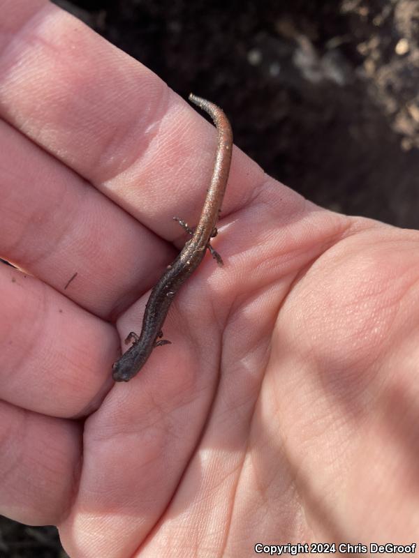 Garden Slender Salamander (Batrachoseps major major)