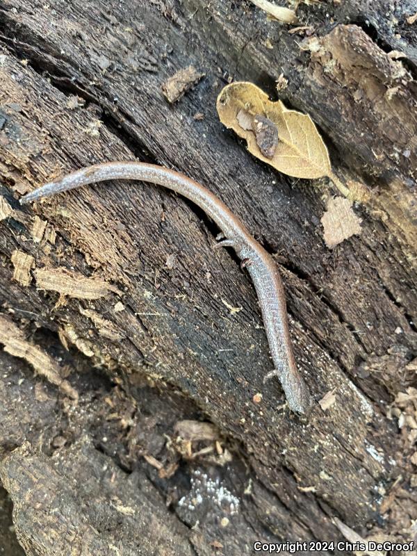 Garden Slender Salamander (Batrachoseps major major)