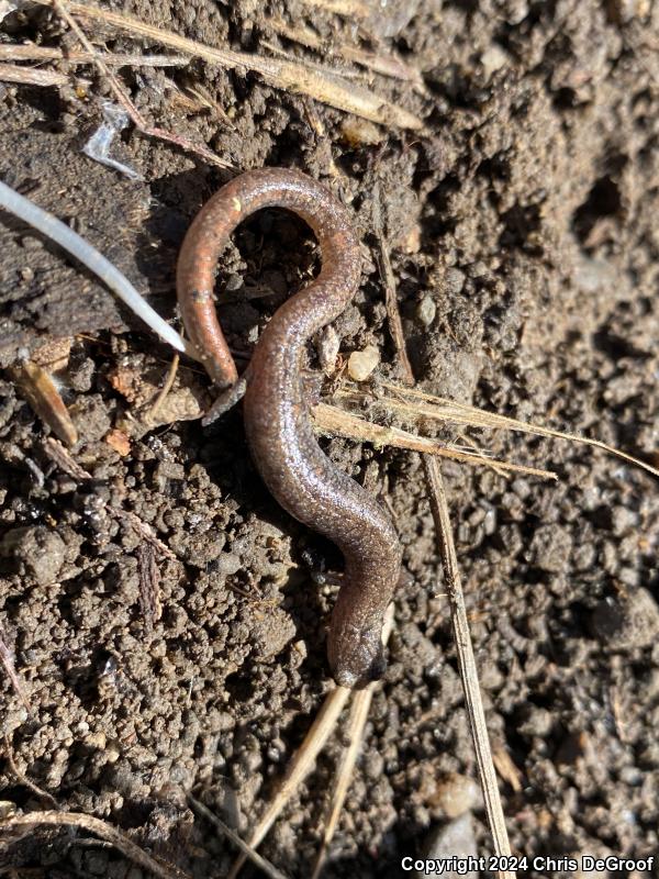 Garden Slender Salamander (Batrachoseps major major)