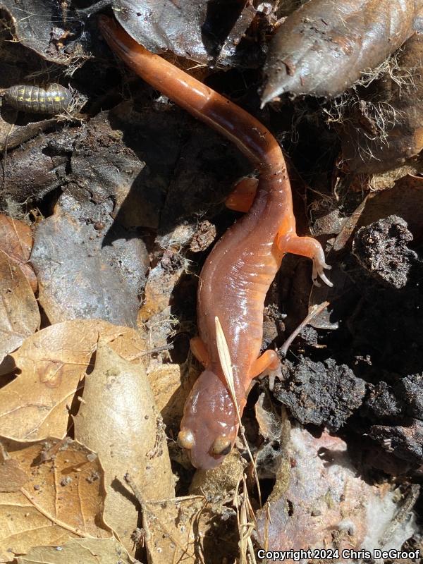 Monterey Ensatina (Ensatina eschscholtzii eschscholtzii)