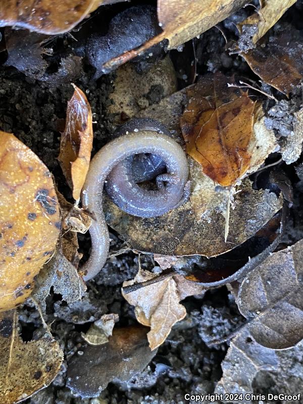 Garden Slender Salamander (Batrachoseps major major)