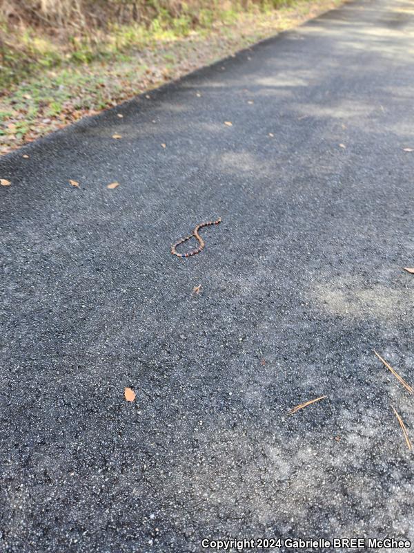 Eastern Coral Snake (Micrurus fulvius)