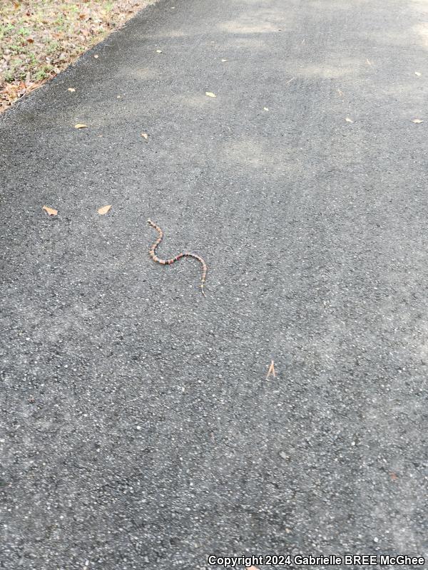 Eastern Coral Snake (Micrurus fulvius)