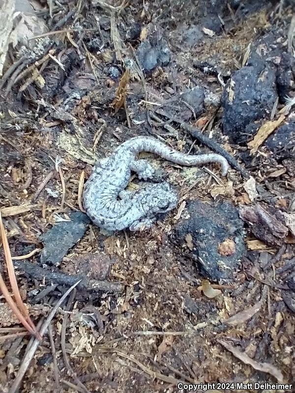 Mount Lyell Salamander (Hydromantes platycephalus)