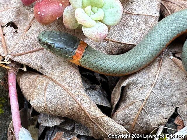 Northwestern Ring-necked Snake (Diadophis punctatus occidentalis)