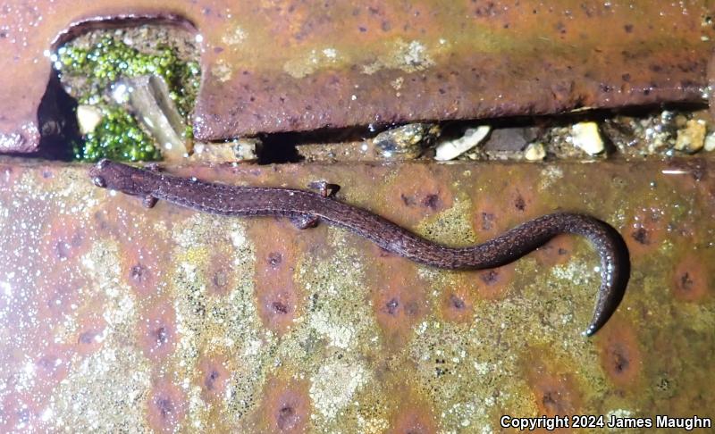 Gabilan Mountains Slender Salamander (Batrachoseps gavilanensis)