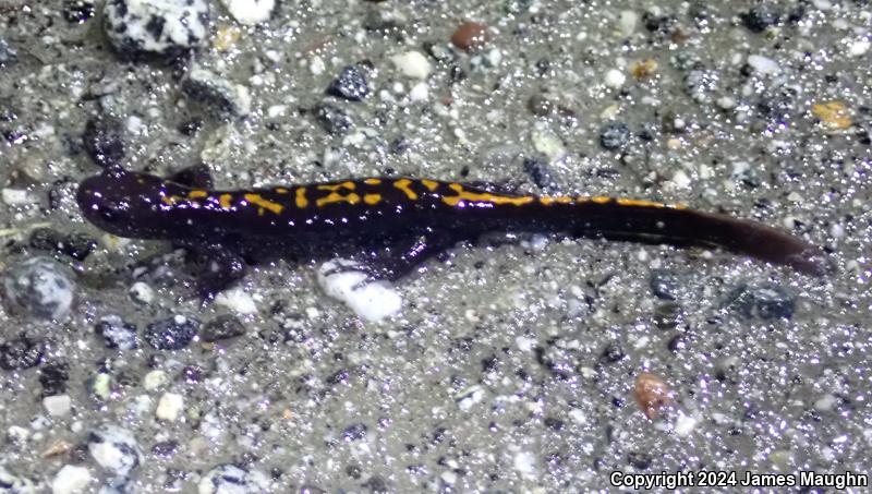 Santa Cruz Long-toed Salamander (Ambystoma macrodactylum croceum)