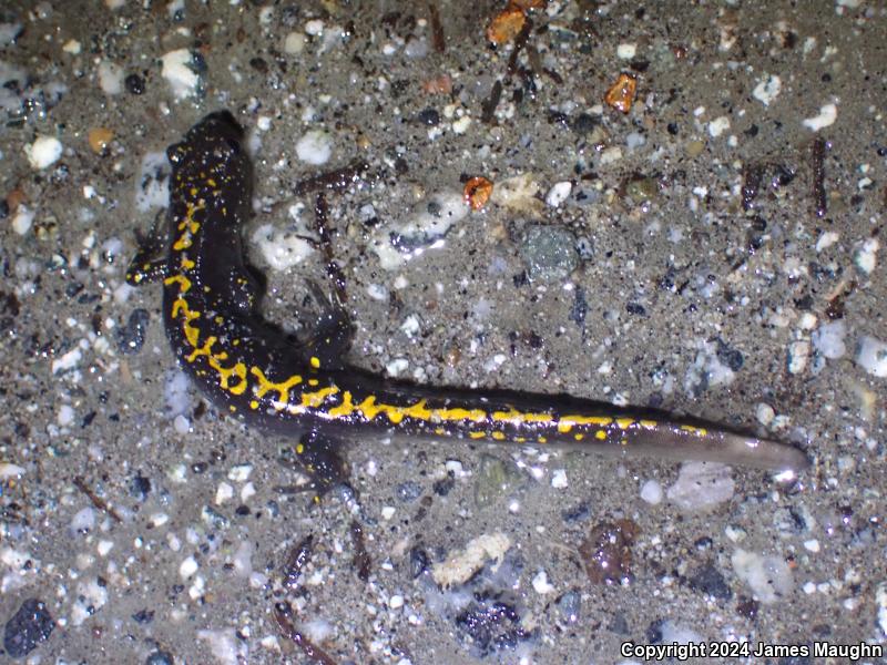 Santa Cruz Long-toed Salamander (Ambystoma macrodactylum croceum)