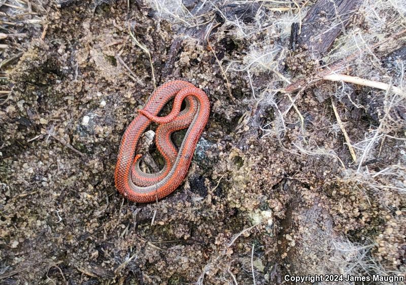 Forest Sharp-tailed Snake (Contia longicaudae)