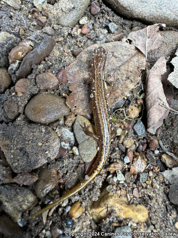 Blue Ridge Two-lined Salamander (Eurycea wilderae)