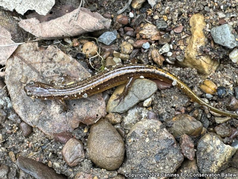 Blue Ridge Two-lined Salamander (Eurycea wilderae)