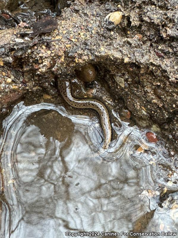 Seal Salamander (Desmognathus monticola)