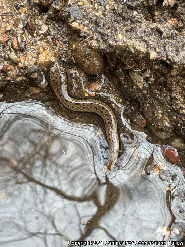 Seal Salamander (Desmognathus monticola)