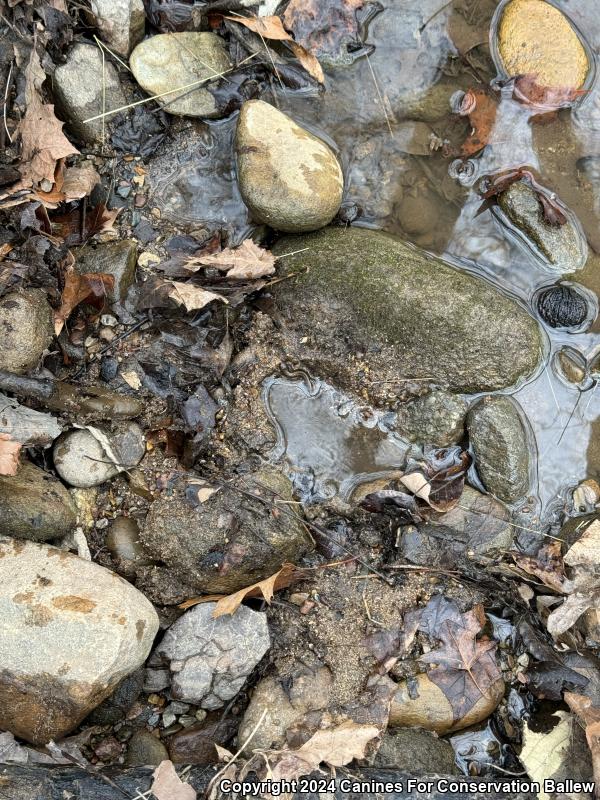 Seal Salamander (Desmognathus monticola)