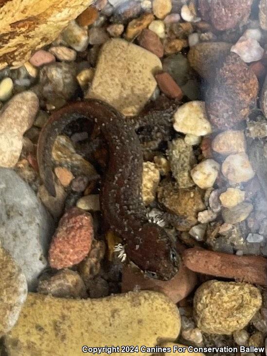 Northern Dusky Salamander (Desmognathus fuscus)