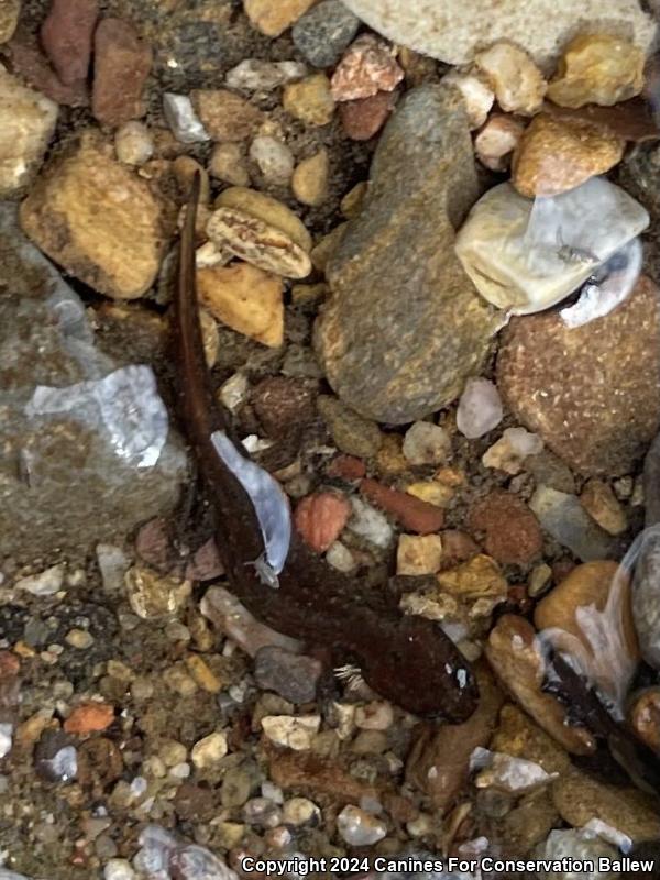 Northern Dusky Salamander (Desmognathus fuscus)