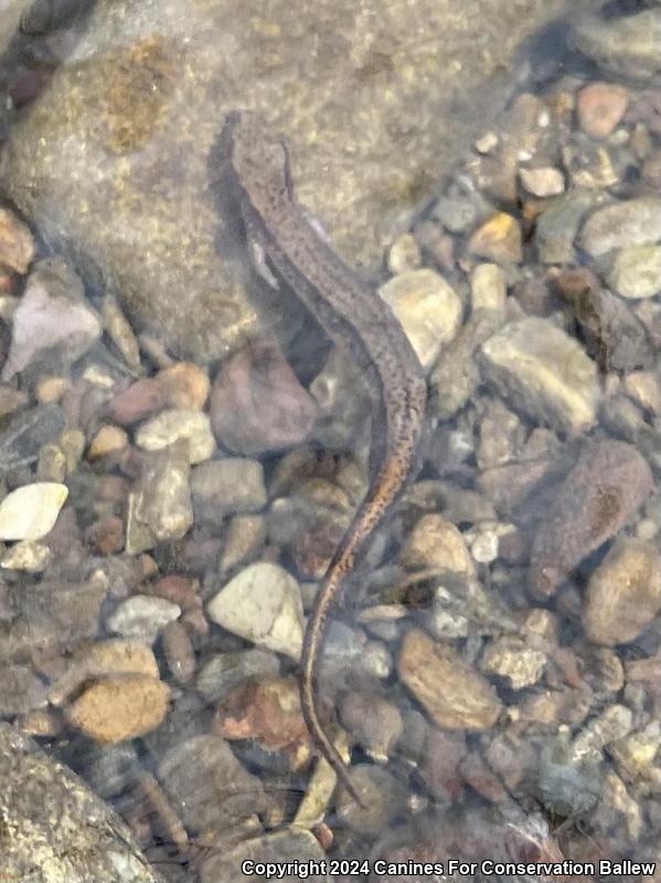 Southern Two-lined Salamander (Eurycea cirrigera)