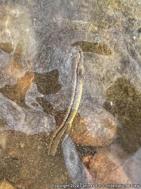 Southern Two-lined Salamander (Eurycea cirrigera)