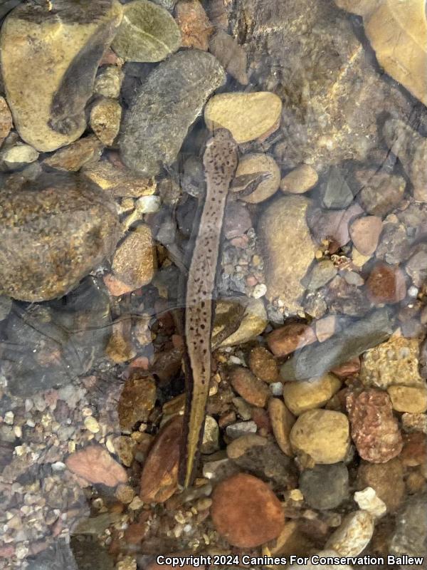 Southern Two-lined Salamander (Eurycea cirrigera)