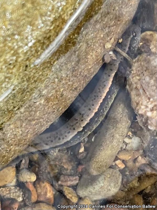 Southern Two-lined Salamander (Eurycea cirrigera)