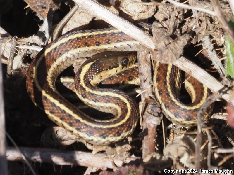 Coast Gartersnake (Thamnophis elegans terrestris)