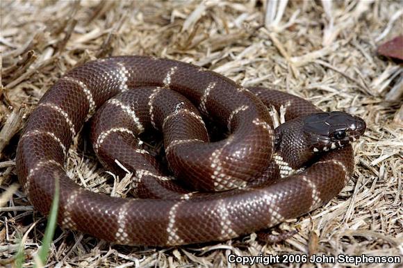 California Kingsnake (Lampropeltis getula californiae)