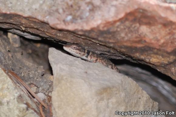 Big Bend Canyon Lizard (Sceloporus merriami annulatus)